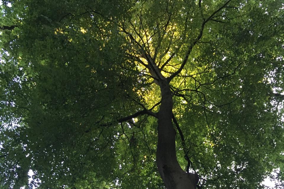 in het bos