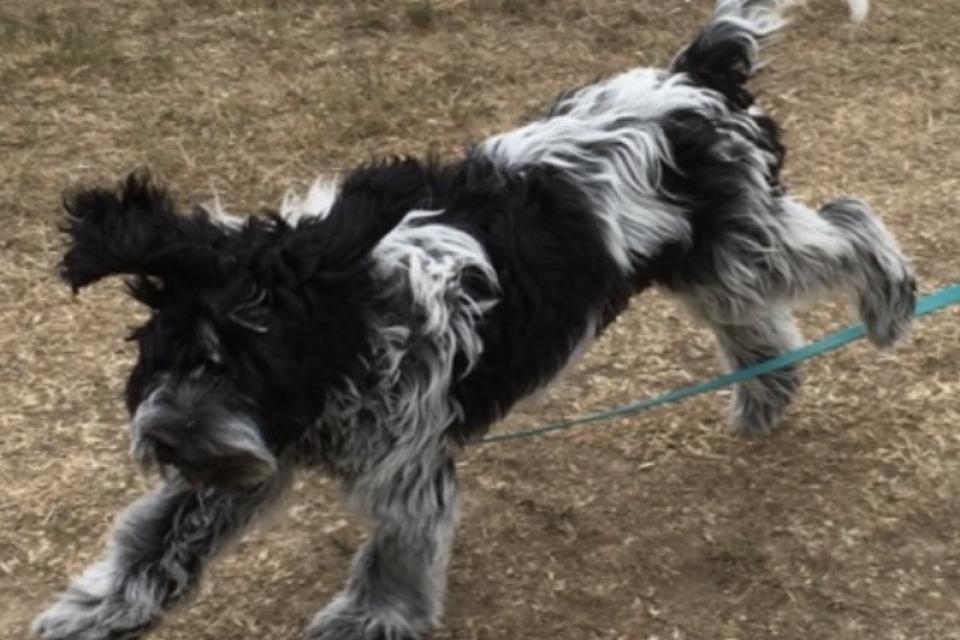 vakantie! Lekker in het gras met onze pup